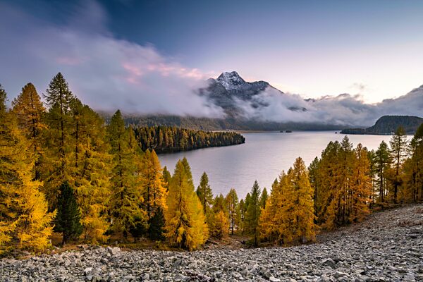 Herbstlicher Lärchenwald über Silsersee, Piz da la Margna, Engadin, Graubünden, Schweiz, Europa