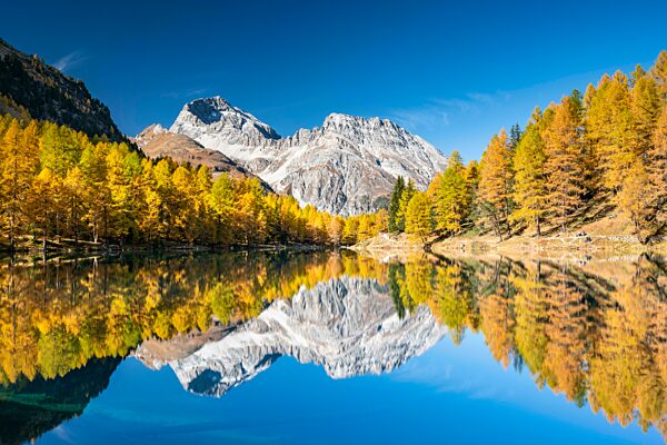 Herbstlicher Lärchenwald am Palpuognasee vor Bergpanorama, Lei da Palpuogna, Albulapass, Graubünden, Schweiz, Europa