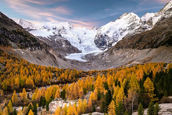 Herbstlicher Lärchenwald vor Morteratschgletscher, Berninagruppe mit Piz Bernina, Piz Palü, Pontresina, Engadin, Graubünden, Schweiz, Europa