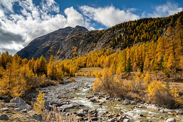 Herbstlicher Lärchenwald mit Bach, Val Roseg, Pontresina, Engadin, Graubünden, Schweiz, Europa