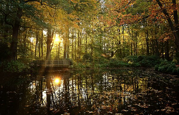 Ententeich Gegenlicht, Hirschpark, Jenischpark, Hamburg, Deutschland, Europa