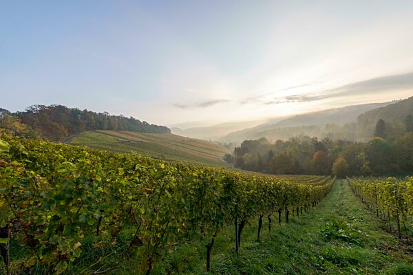 Weinberge im Herbst bei Winnenden, Baden-Württemberg, Deutschland, Europa