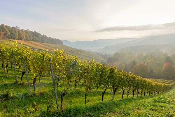 Weinberge im Herbst bei Winnenden, Baden-Württemberg, Deutschland, Europa