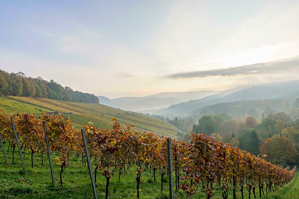 Weinberge im Herbst bei Winnenden, Baden-Württemberg, Deutschland, Europa