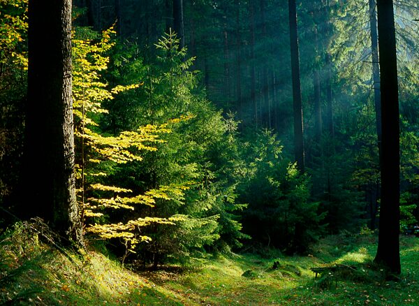 Buchen und Fichten Elbsandsteingebirge Sachsen Deutschland