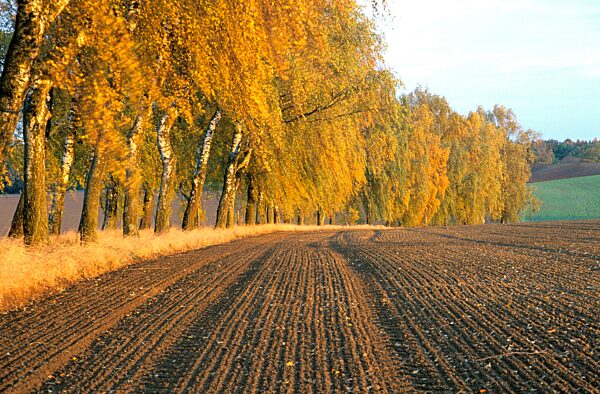 Birkenallee im Herbst, Oberbayern Deutschland