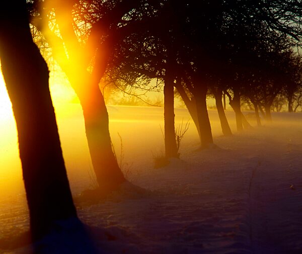 Baumreihe im Nebel bei Sonnenuntergang, Schnee