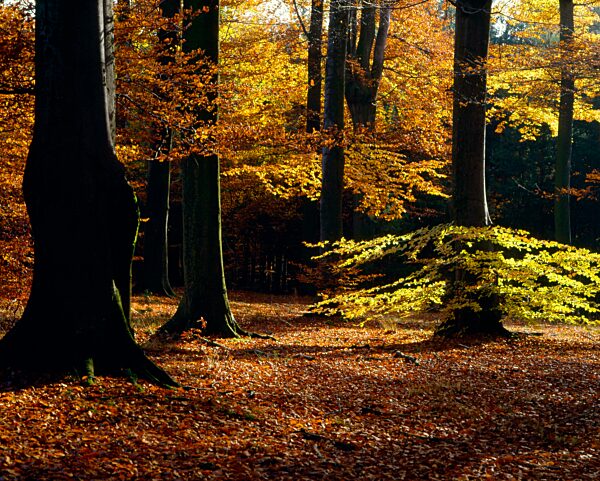 Herbstwald, Buchen