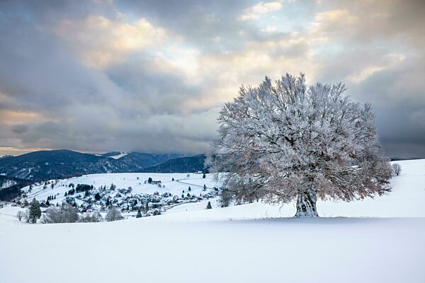 Schneelandschaft mit alter Buche auf dem Schauinsland mit Hofsgrund, Schwarzwald, Baden-Württemberg, Deutschland, Europa