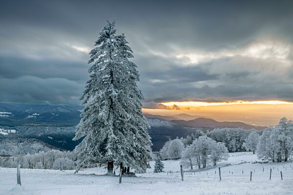 Schneelandschaft bei Sonnenuntergang auf dem Kandel, Schwarzwald, Freiburg, Baden-Württemberg, Deutschland, Europa