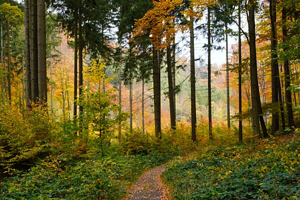 Waldweg durch das Radautal im Herbst, Nationalpark Harz, Harz, Niedersachsen, Deutschland, Europa