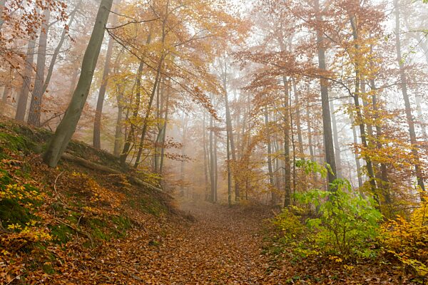 Buchenwald (Fagus) Weg im Herbst, Abgesägte Buchenstämme, Baden-Württemberg, Deutschland, Europa