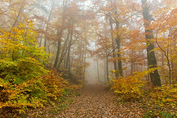 Buchenwald (Fagus) Weg im Herbst, Abgesägte Buchenstämme, Baden-Württemberg, Deutschland, Europa