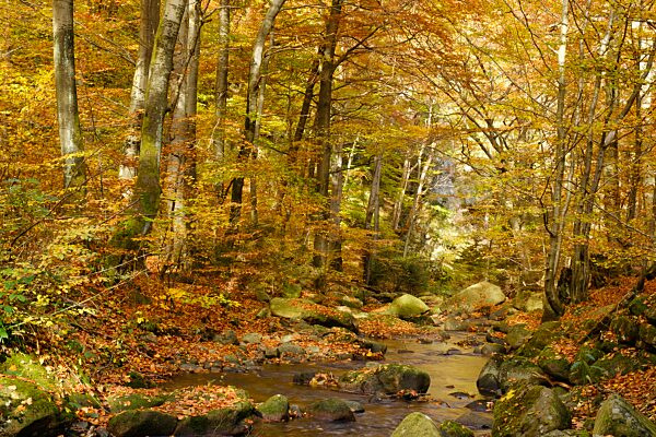 Eckertal im Herbst, Nationalpark Harz, Harz, Niedersachsen, Deutschland, Europa