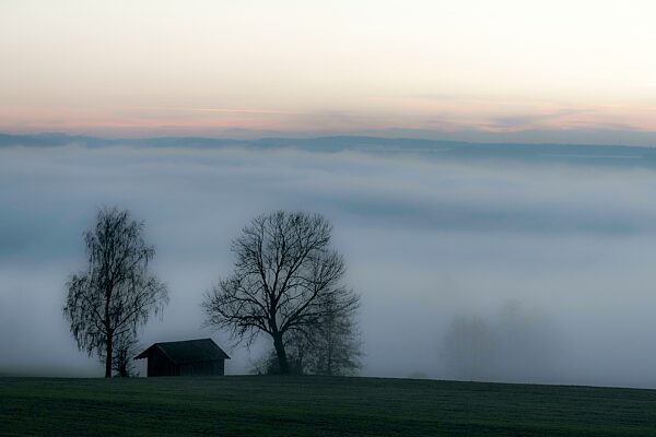 Nebelstimmung mit Laubbäumen und Hütte, Mindelheim, Unterallgäu, Bayern, Deutschland, Europa