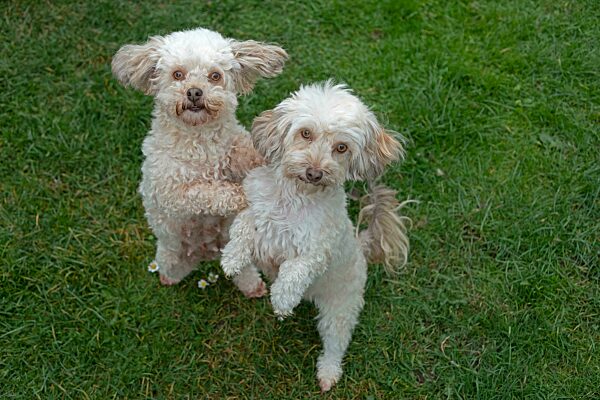 Zwei Bolonka Zwetna Hunde machen Männchen, Deutschland, Europa
