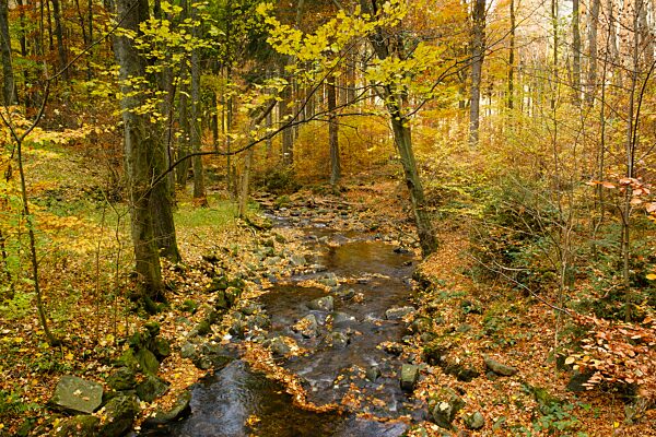 Fluss Radau im Radautal, Nationalpark Harz, Harz, Niedersachsen, Deutschland, Europa