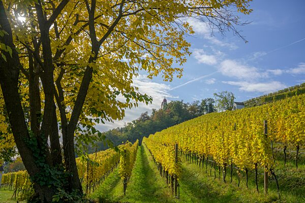 Herbstlicher Weinberg am Kreuzweg zur Gleifkapelle, St. Michael, Südtirol, Italien, Europa