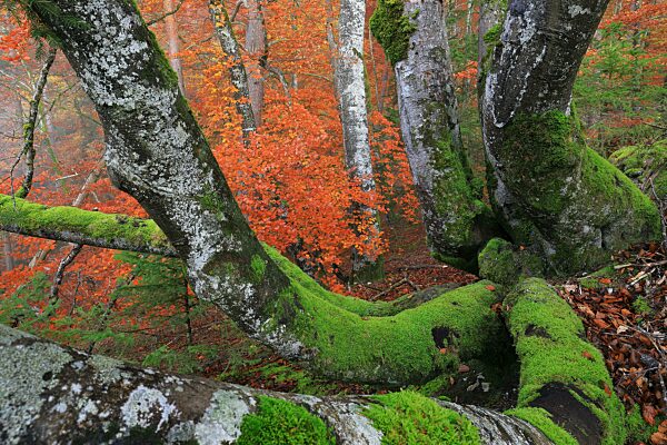 Buche (Fagus) (Fagaceae) im Herbstwald, Moos auf Buchenstamm, Mischwald, Inzigkofen, Naturpark Obere Donau, Baden-Württemberg, Deutschland, Europa