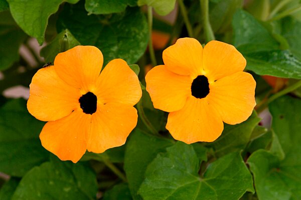 Black-Eyed Susan (Thunbergia alata) Blüte Bloom Ellerstadt Deutschland Germany