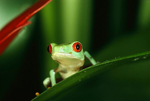 Rotaugenlaubfrosch (Agalychnis callidryas) sitzt auf einem Blatt im Terrarium, Nordrhein-Westfalen, Deutschland, Europa
