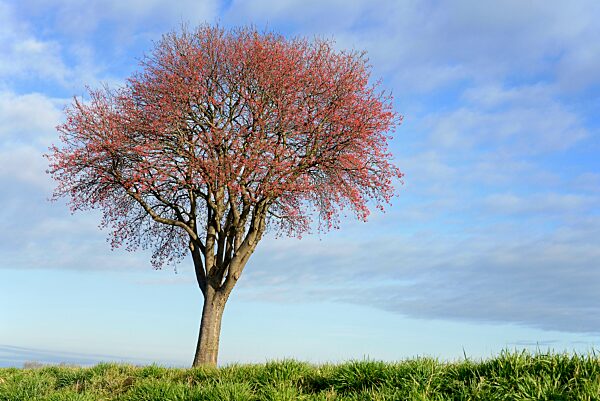 Laubbaum, Mehlbeere (Sorbus aria), Solitärbaum mit roten Früchten, Nordrhein-Westfalen, Deutschland, Europa