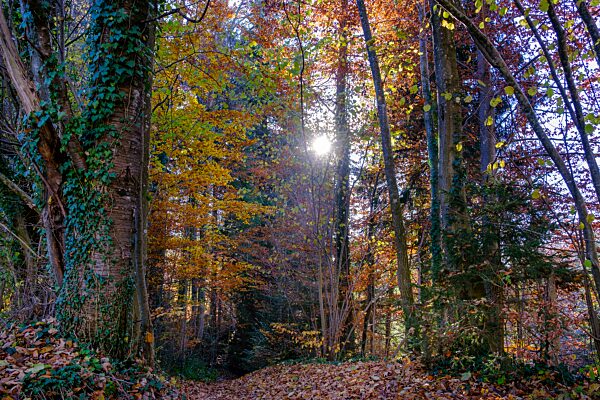 Herbst, Wald, Laubwald, Bad Heilbrunn, Oberbayern, Bayern, Deutschland, Europa