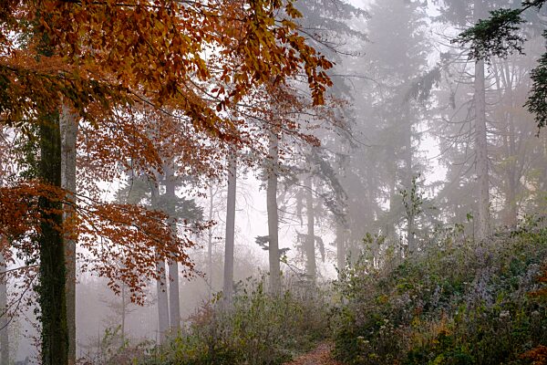 Wald im Herbst mit Nebel, bei Bad Tölz, Oberbayern, Bayern, Deutschland, Europa