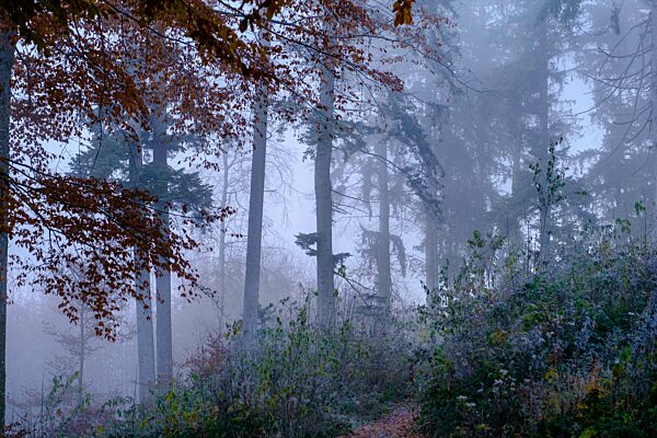 Wald im Herbst mit Nebel, bei Bad Tölz, Oberbayern, Bayern, Deutschland, Europa