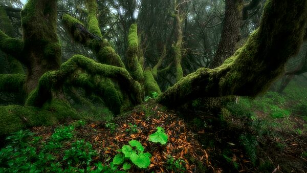 Mit Moos bewachsene Bäume im Lorbeerwald, Doppelbelichtung, Laurisilva, Monteverde, El Hierro, Kanarische Inseln, Spanien, Europa