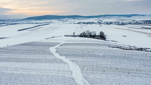 Winterliche Landschaft mit Weingärten und Felder, Luftaufnahme, Pulkautal, Weinviertel, Niederösterreich, Österreich, Europa