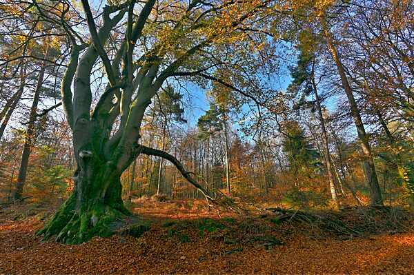 Mehrstämmige alte Rotbuche (Fagus sylvatica) im Herbst, Niederrhein, Nordrhein-Westfalen, Deutschland, Europa
