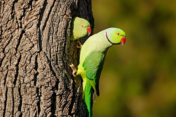 Zwei Halsbandsittiche (Psittacula krameri) hängen an einem Baum an der Bruthöhle, wildlife, Deutschland, Europa