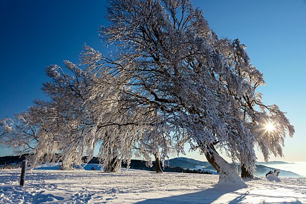 Windbuche (Fagus), Rotbuche, im Winter auf dem Schauinsland, Schwarzwald, Baden-Württemberg, Deutschland, Europa