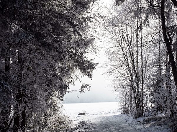 Winterlandschaft, Schnee auf Zweigen von Bäumen, Pürgschachen Moor, Ardning, Steiermark, Österreich, Europa
