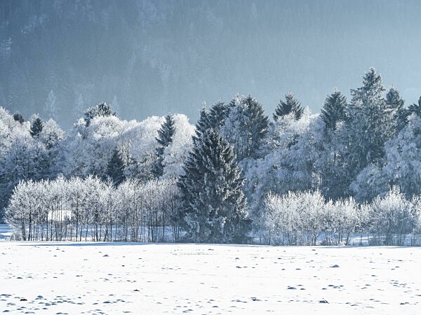 Winterlandschaft, Bäume im Winter, Schnee auf Zweigen von Bäumen, Pürgschachen Moor, Ardning, Steiermark, Österreich, Europa