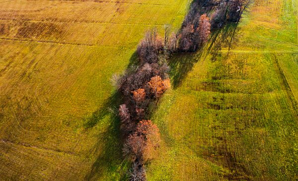 Drohnenaufnahme, Flusslauf durch Agrarlanschaft mit herbstlich verfärbten Laubbäumen, Mondseeland, Salzkammergut, Oberösterreich, Österreich, Europa