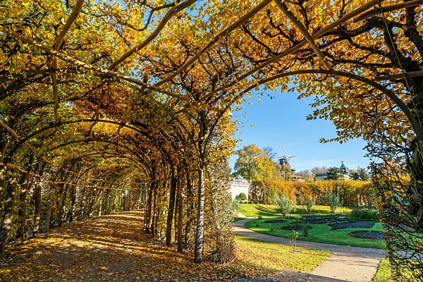 Laubengang mit Herbstlaub, hinten die historische Mühle, Sizilianischer Garten, Park Sanssouci im Herbst, UNESCO-Weltkulturerbe, Potsdam, Brandenburg, Deutschland, Europa