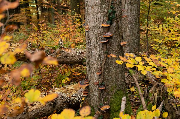 Rotrandiger Baumschwamm (Fomitopsis pinicola), Fichte, Département Haut-Rhin, Elsass, Frankreich, Europa