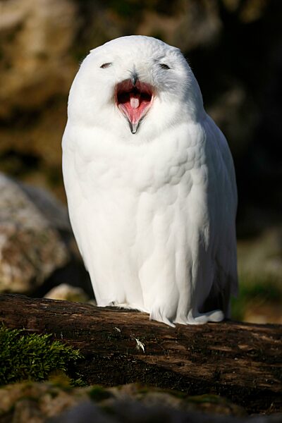 Schnee-Eule (Bubo scandiacus), Tierporträt, captive
