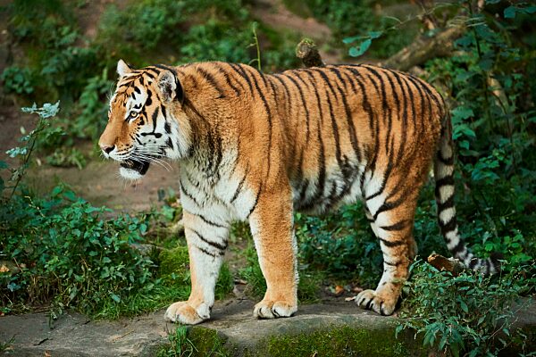 Sibirischer Tiger (Panthera tigris altaica), stehend auf einem Felsen, captive, Bayern, Deutschland, Europa