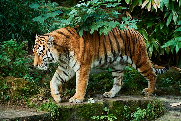Sibirischer Tiger (Panthera tigris altaica), auf einem Felsen gehend, captive, Bayern, Deutschland, Europa