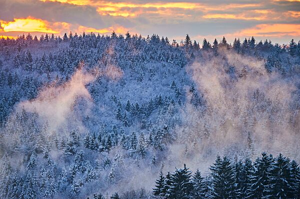 Farbiger Nebel über einem Fichtenwald (Picea abies) bei Sonnenuntergang bei Wiesent, Bayern, Deutschland, Deutschland, Europa