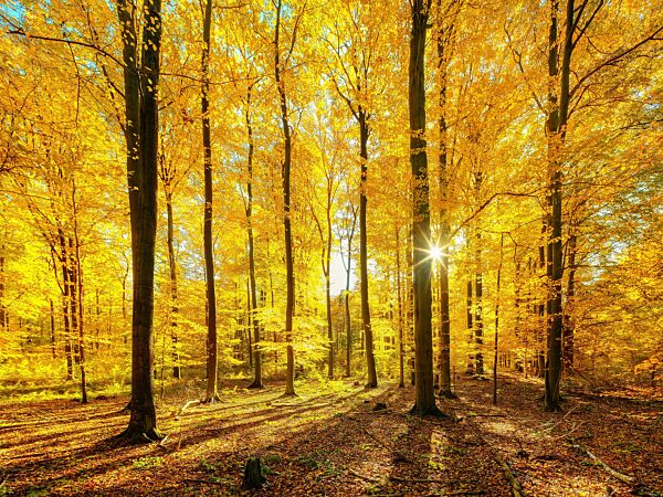 Buchenwald im Herbst, Sonne strahlt durchs goldene Laub, Schorfheide, Brandenburg, Deutschland, Europa
