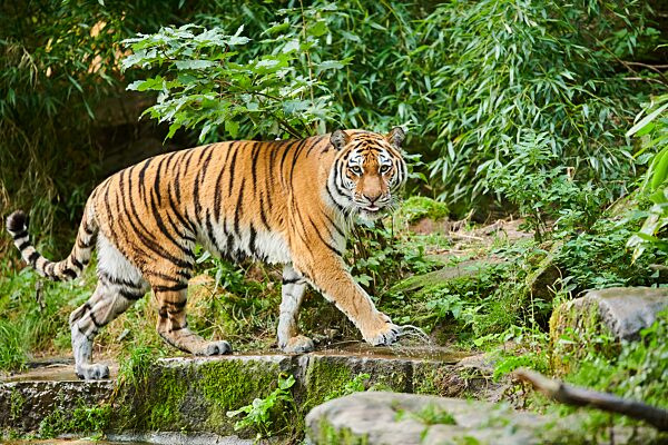 Sibirischer Tiger (Panthera tigris altaica), Katze, captive, Deutschland, Europa