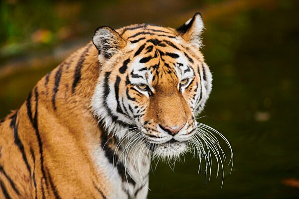 Sibirischer Tiger (Panthera tigris altaica), Katze, captive, Deutschland, Europa