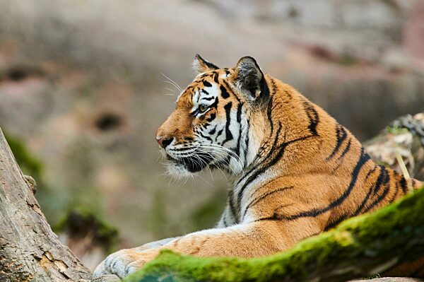 Sibirischer Tiger (Panthera tigris altaica), Katze, captive, Deutschland, Europa
