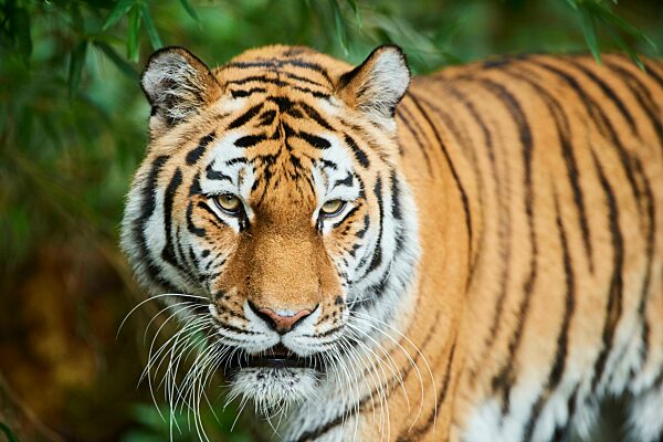 Sibirischer Tiger (Panthera tigris altaica), Katze, captive, Deutschland, Europa