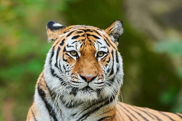 Sibirischer Tiger (Panthera tigris altaica), Katze, captive, Deutschland, Europa
