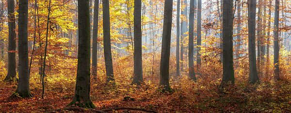 Panorama, Sonniger Buchenwald im Herbst, Sonne strahlt durch Morgennebel, Höhenzug Finne, Burgenlandkreis, Sachsen-Anhalt, Deutschland, Europa